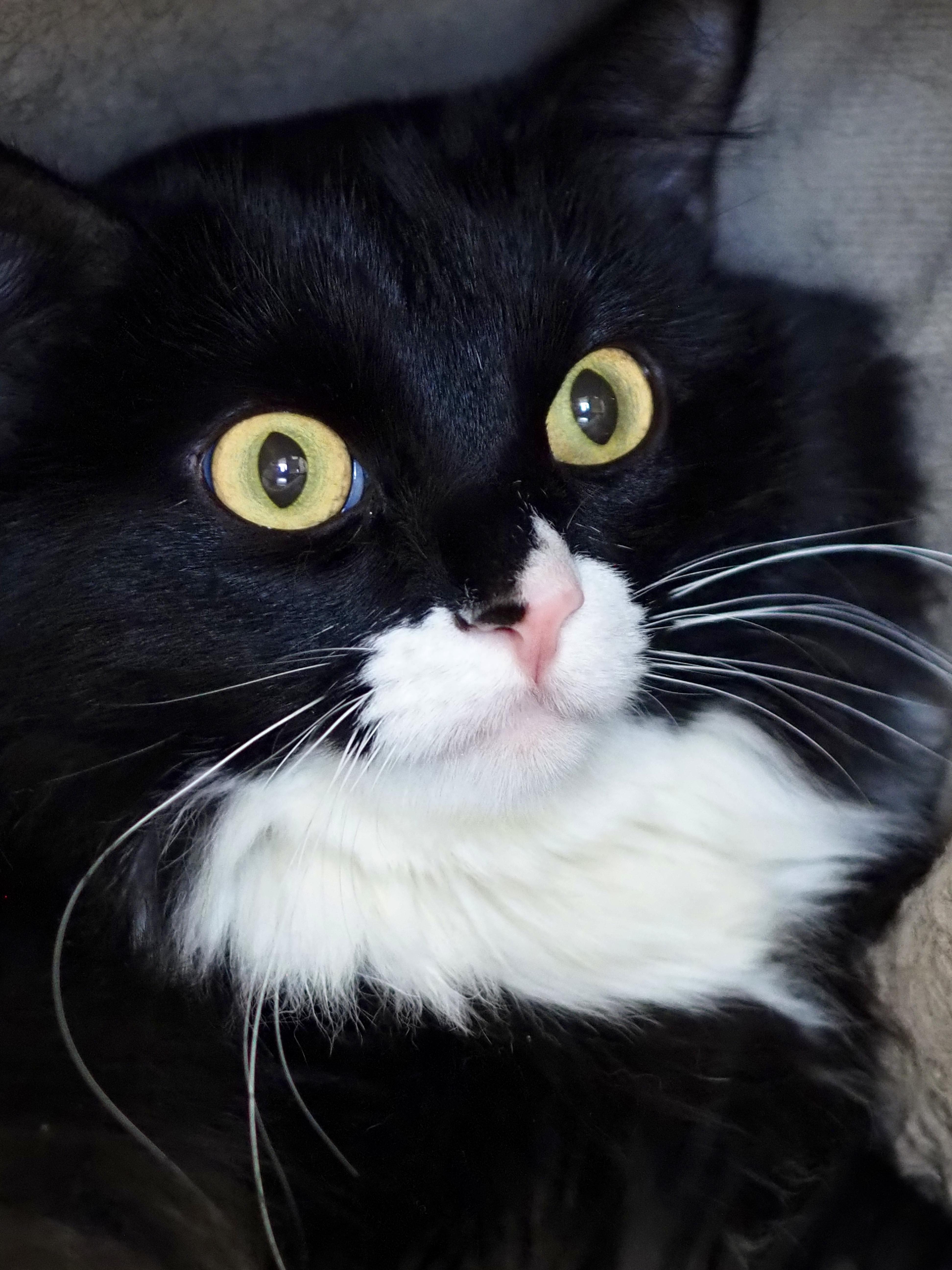 Enlarge Lillie, a ADOPTABLE Domestic Long Hair in Buena Vista, CO image 2/3