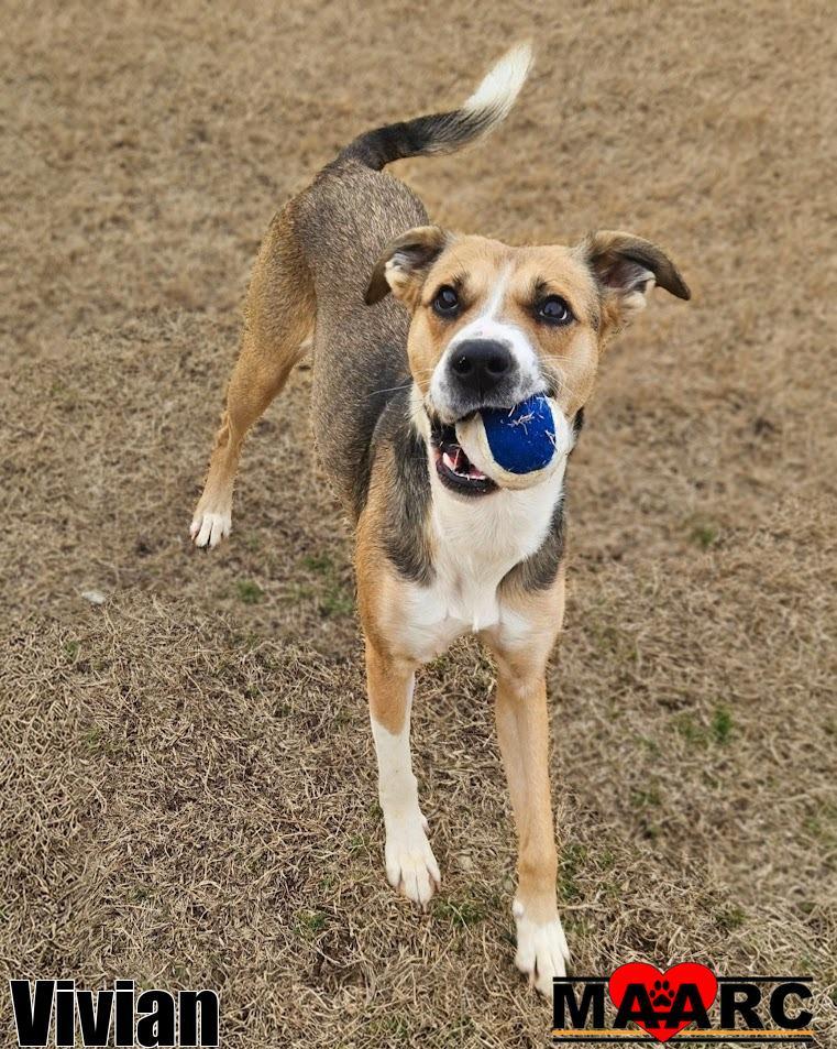 Enlarge Vivian, a Adoptable Black Mouth Cur in Maryville, TN image 1/4