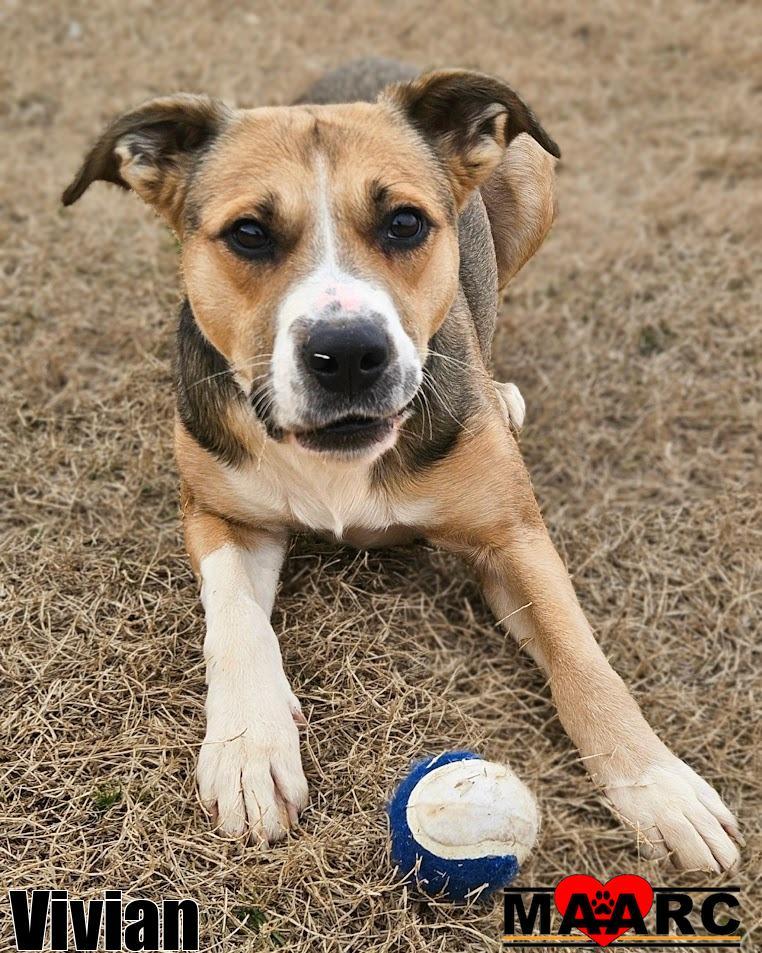 Enlarge Vivian, a Adoptable Black Mouth Cur in Maryville, TN image 3/4
