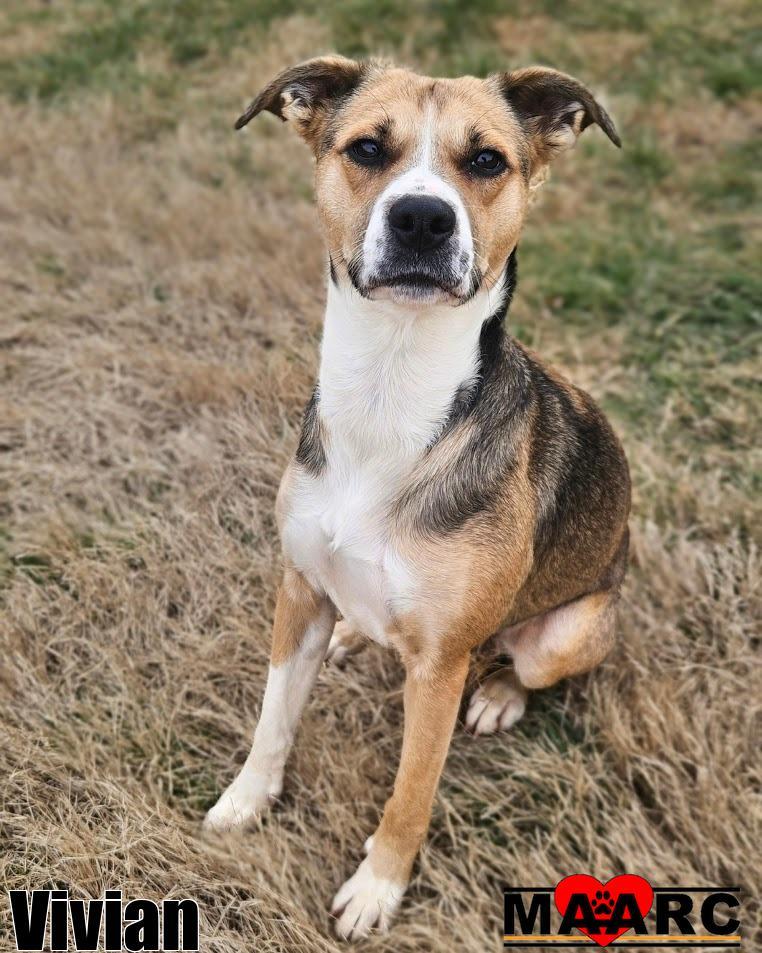 Enlarge Vivian, a Adoptable Black Mouth Cur in Maryville, TN image 4/4