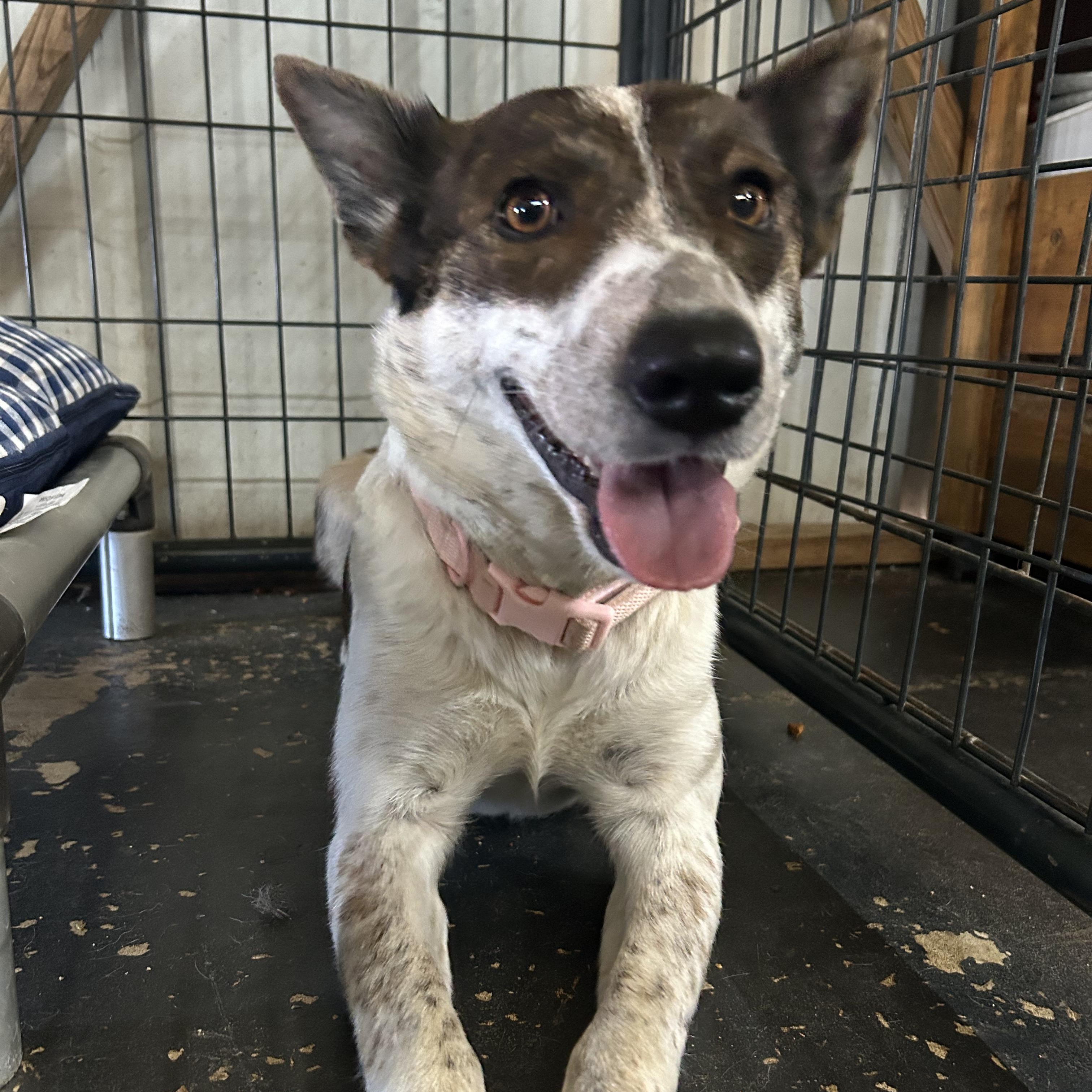 Bailey, a ADOPTABLE Australian Cattle Dog / Blue Heeler in Llano, TX image 2/6