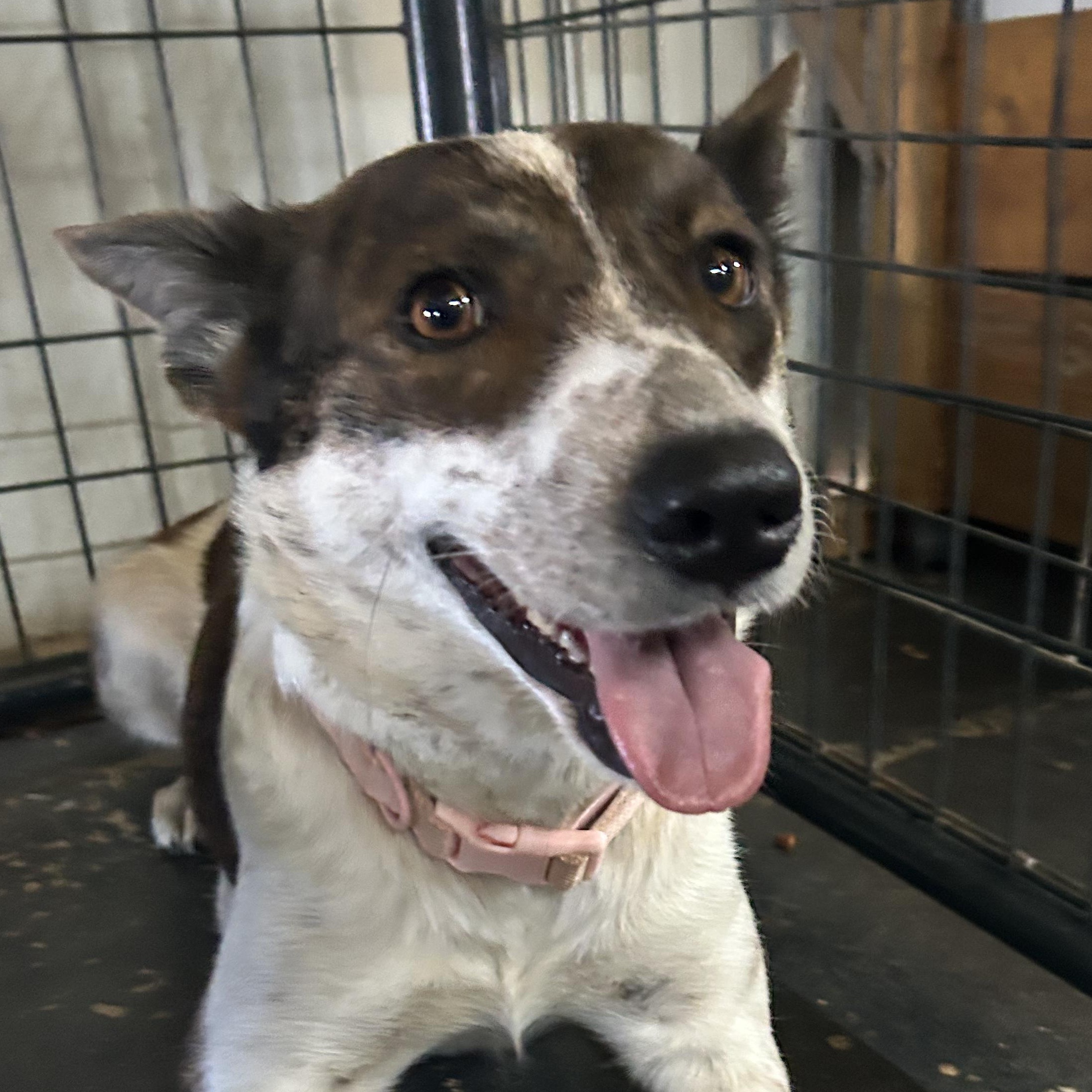 Bailey, ADOPTABLE, Young Female Australian Cattle Dog / Blue Heeler.
