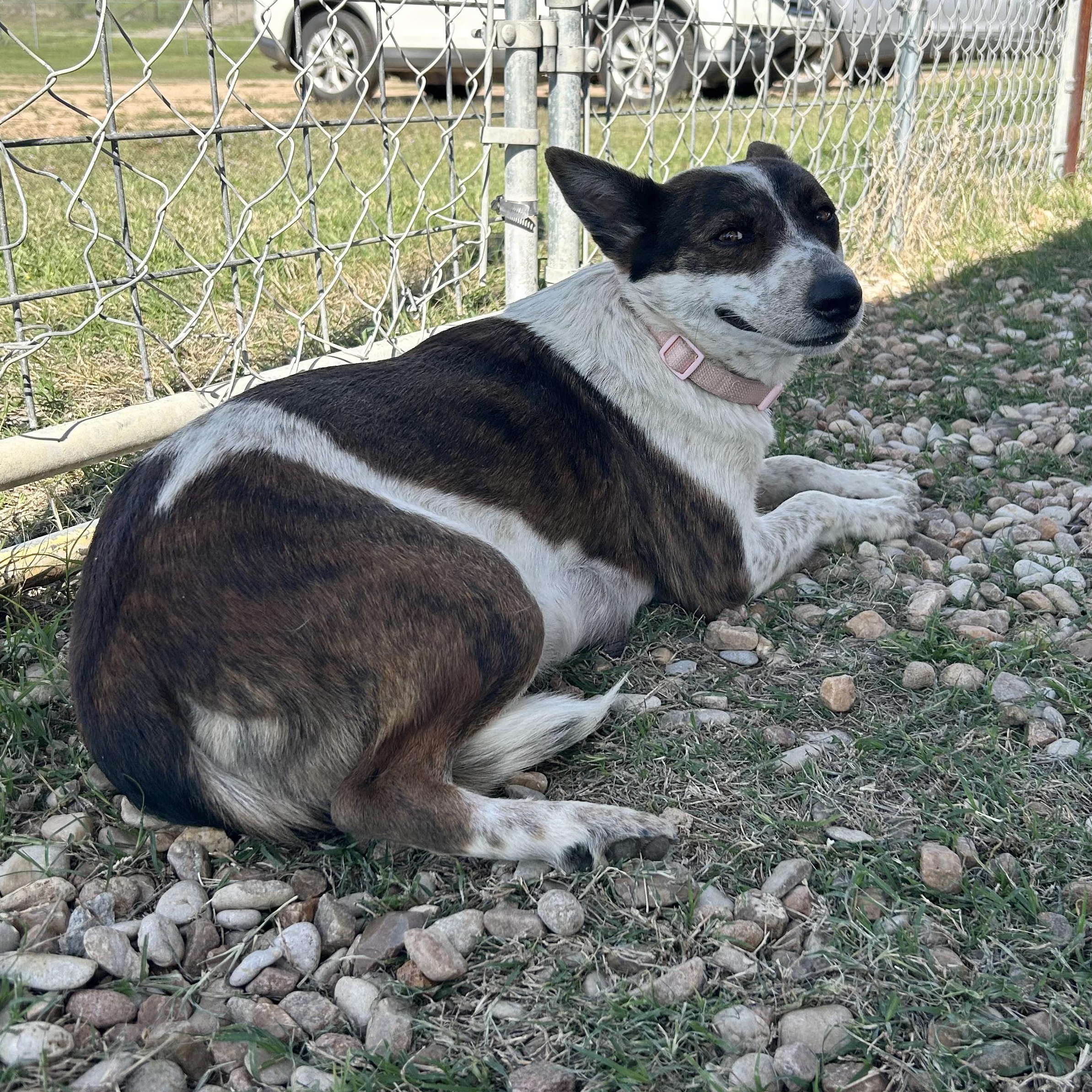 Bailey, a ADOPTABLE Australian Cattle Dog / Blue Heeler in Llano, TX image 6/6