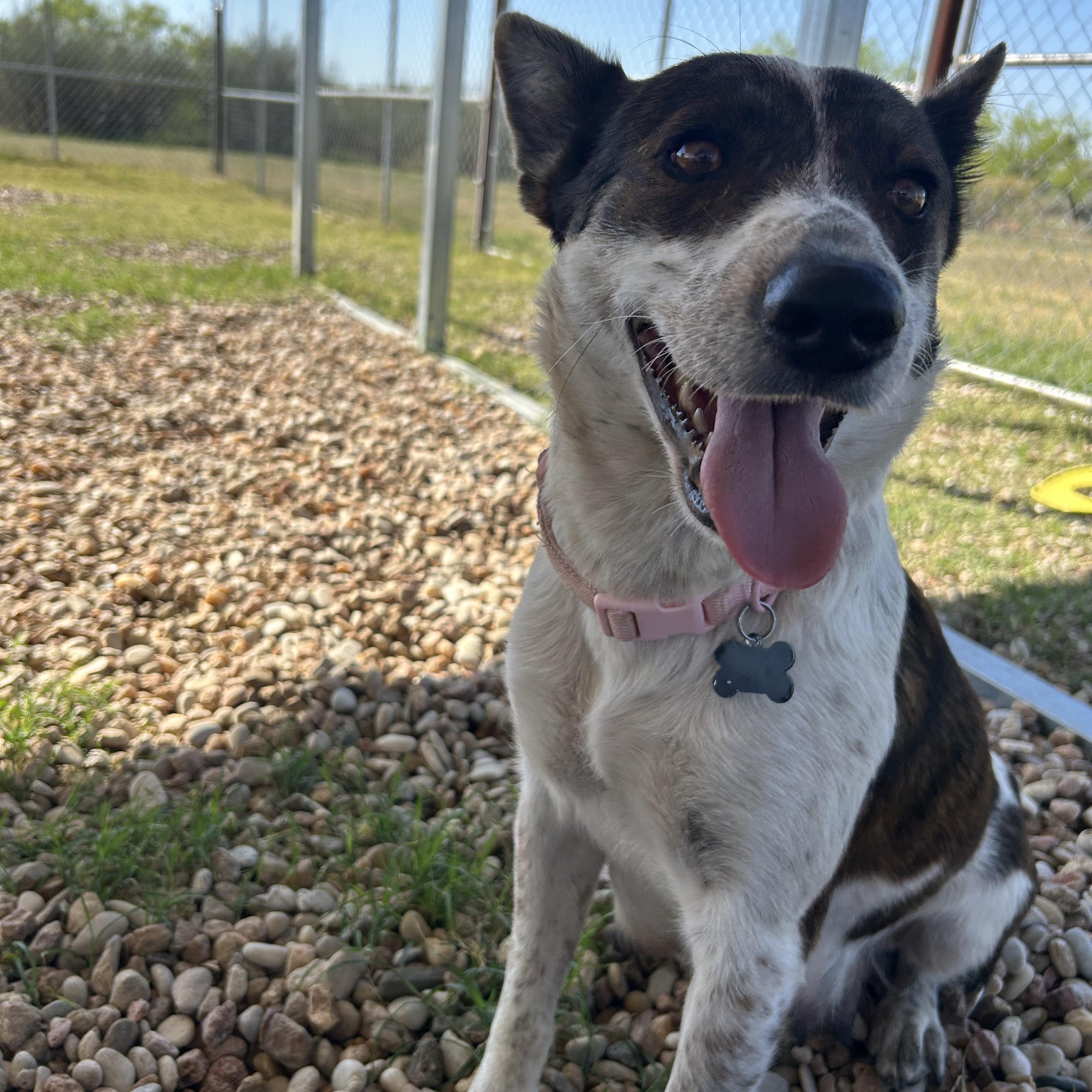 Bailey, a ADOPTABLE Australian Cattle Dog / Blue Heeler in Llano, TX image 5/6