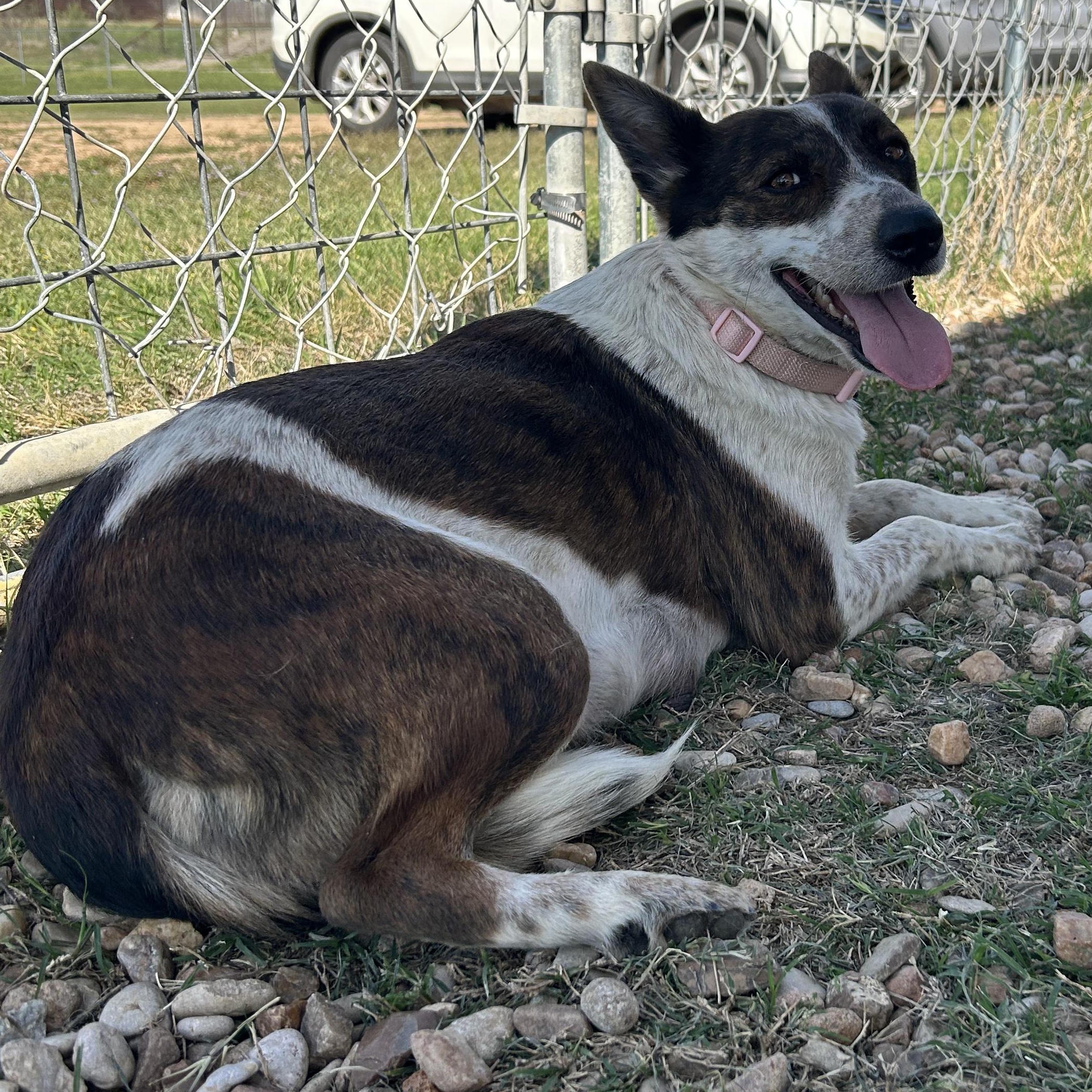 Bailey, a ADOPTABLE Australian Cattle Dog / Blue Heeler in Llano, TX image 4/6