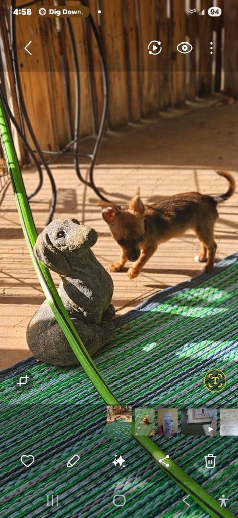 Cricket, Adoptable, Puppy Female Chihuahua.