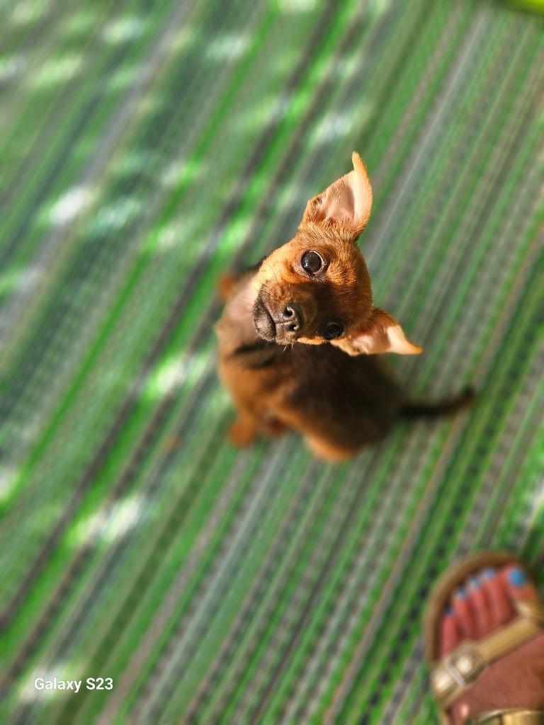 Enlarge Cricket, a Adoptable Chihuahua in Madison, AL image 2/5