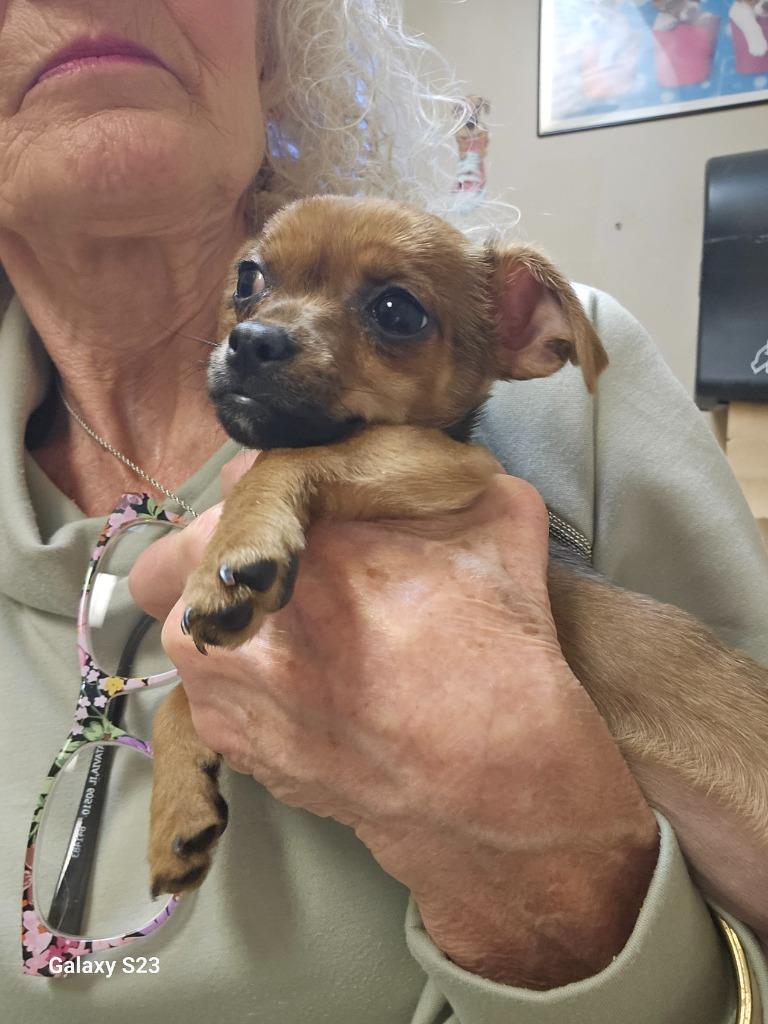 Enlarge Cricket, a Adoptable Chihuahua in Madison, AL image 3/5