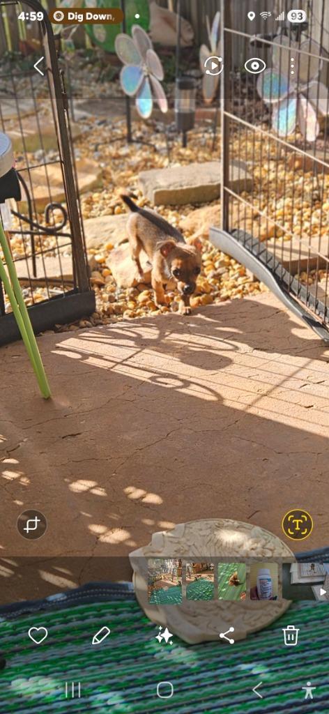 Enlarge Cricket, a Adoptable Chihuahua in Madison, AL image 4/5