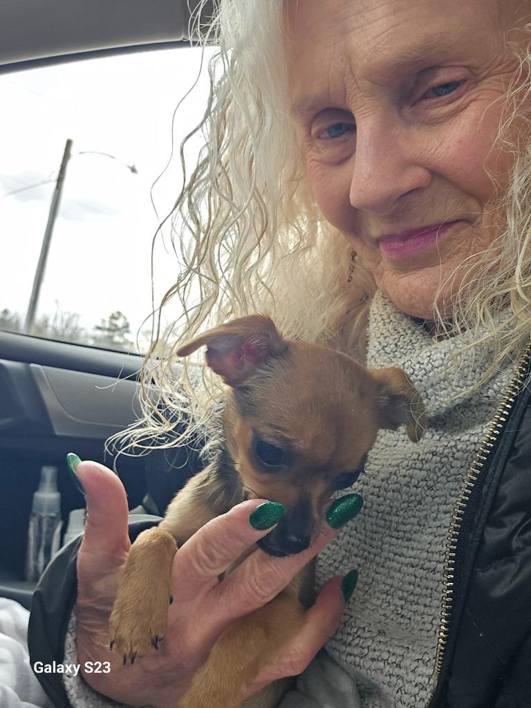 Enlarge Cricket, a Adoptable Chihuahua in Madison, AL image 5/5