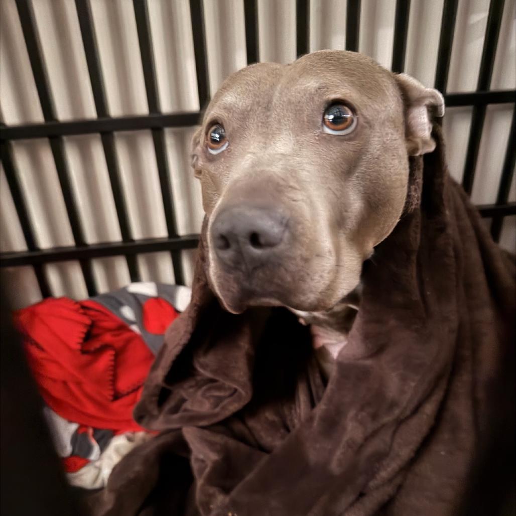 Eclair, Adoptable, Adult Female Mixed Breed.