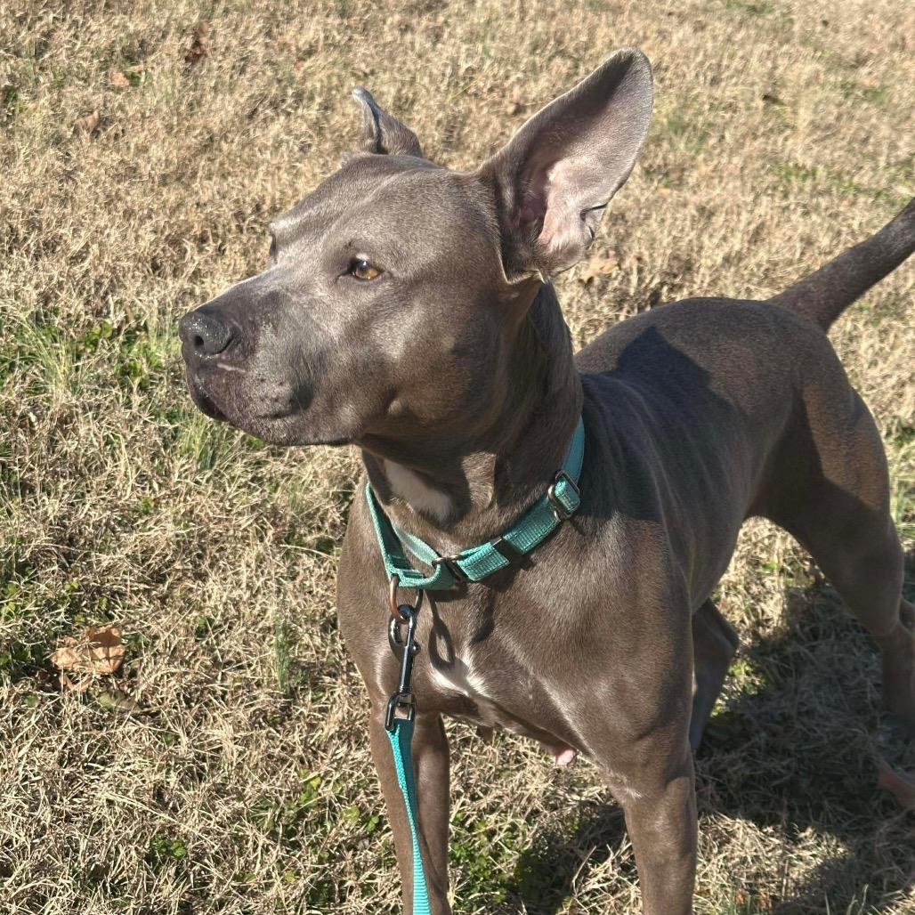 Eclair, Adoptable, Adult Female Mixed Breed.