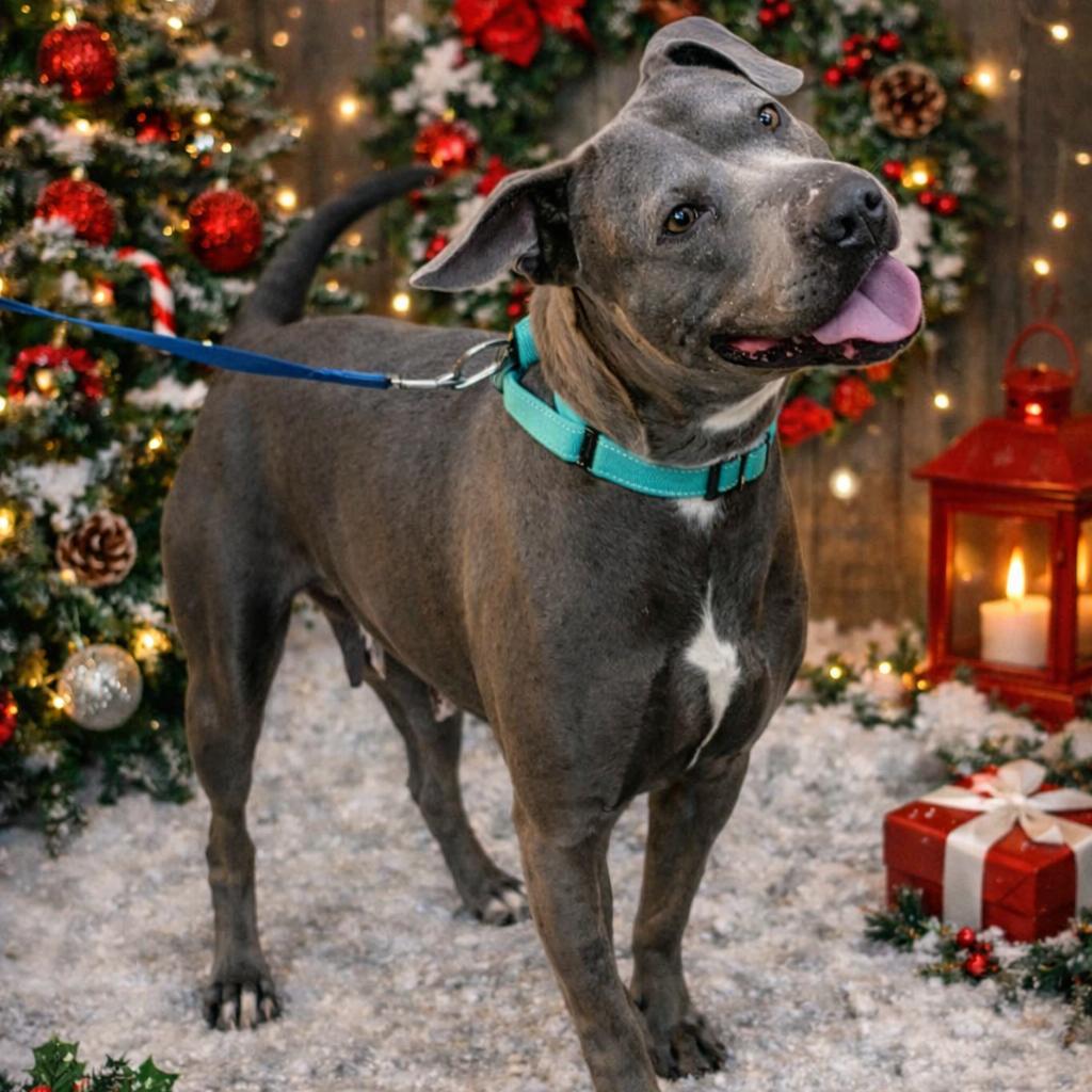 Enlarge Eclair, a Adoptable Mixed Breed in Clarksville, TN image 1/6