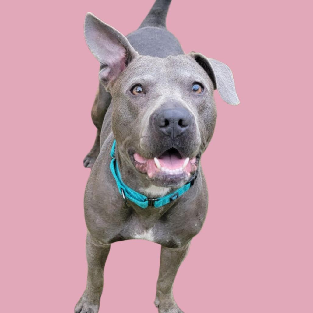 Enlarge Eclair, a Adoptable Mixed Breed in Clarksville, TN image 2/6