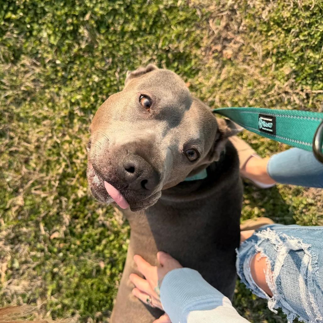 Eclair, a Adoptable Mixed Breed in Clarksville, TN image 2/6