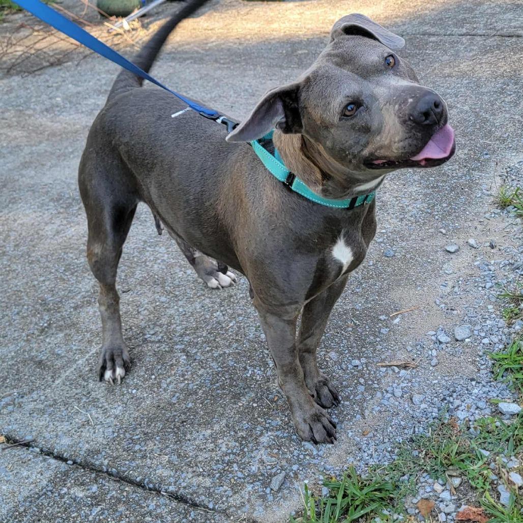 Enlarge Eclair, a Adoptable Mixed Breed in Clarksville, TN image 3/6