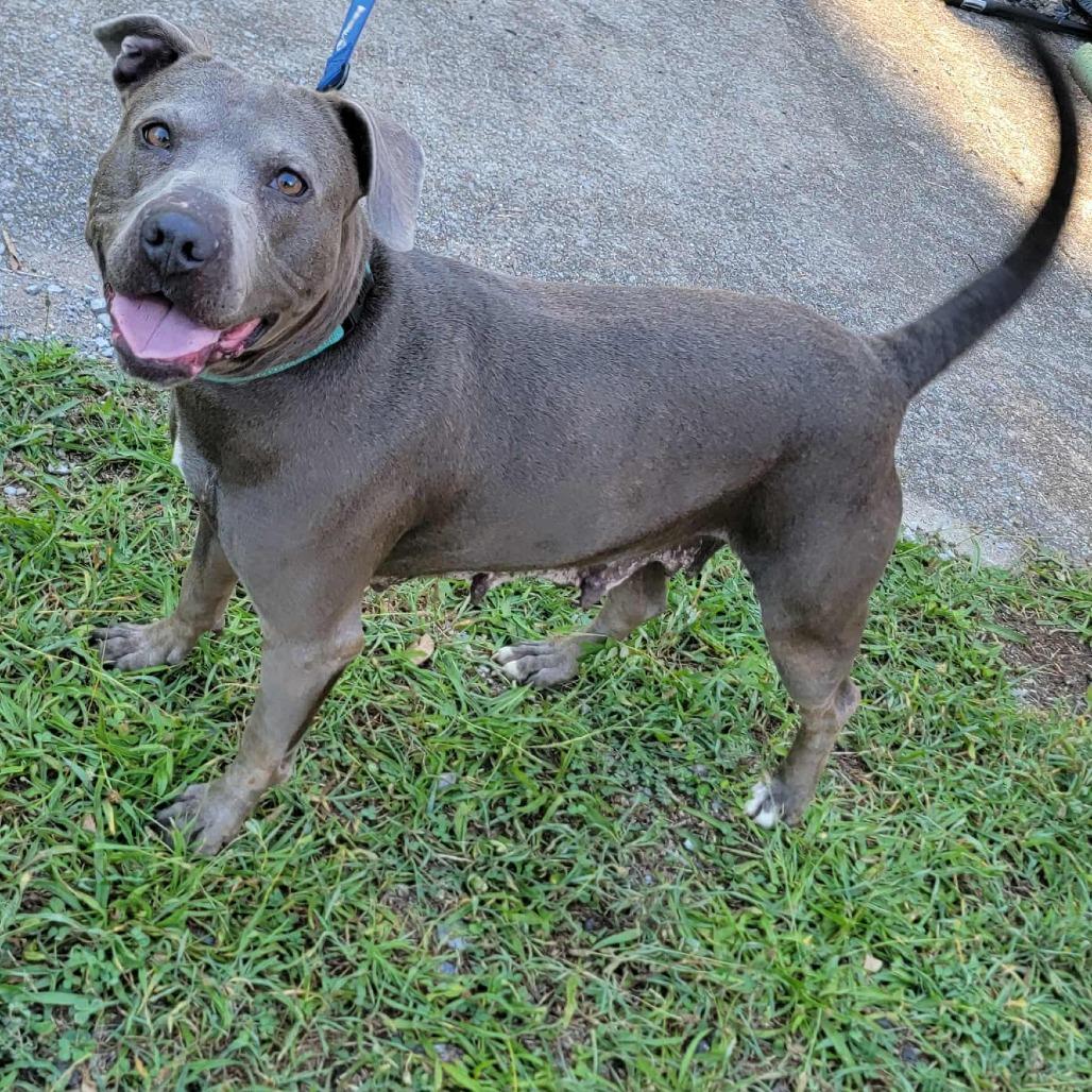 Enlarge Eclair, a Adoptable Mixed Breed in Clarksville, TN image 4/6