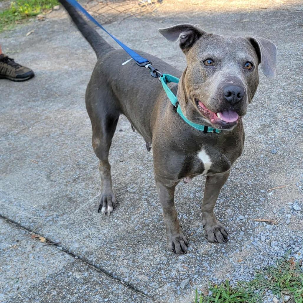 Enlarge Eclair, a Adoptable Mixed Breed in Clarksville, TN image 5/6