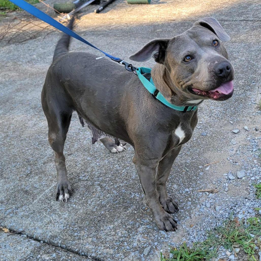 Enlarge Eclair, a Adoptable Mixed Breed in Clarksville, TN image 6/6