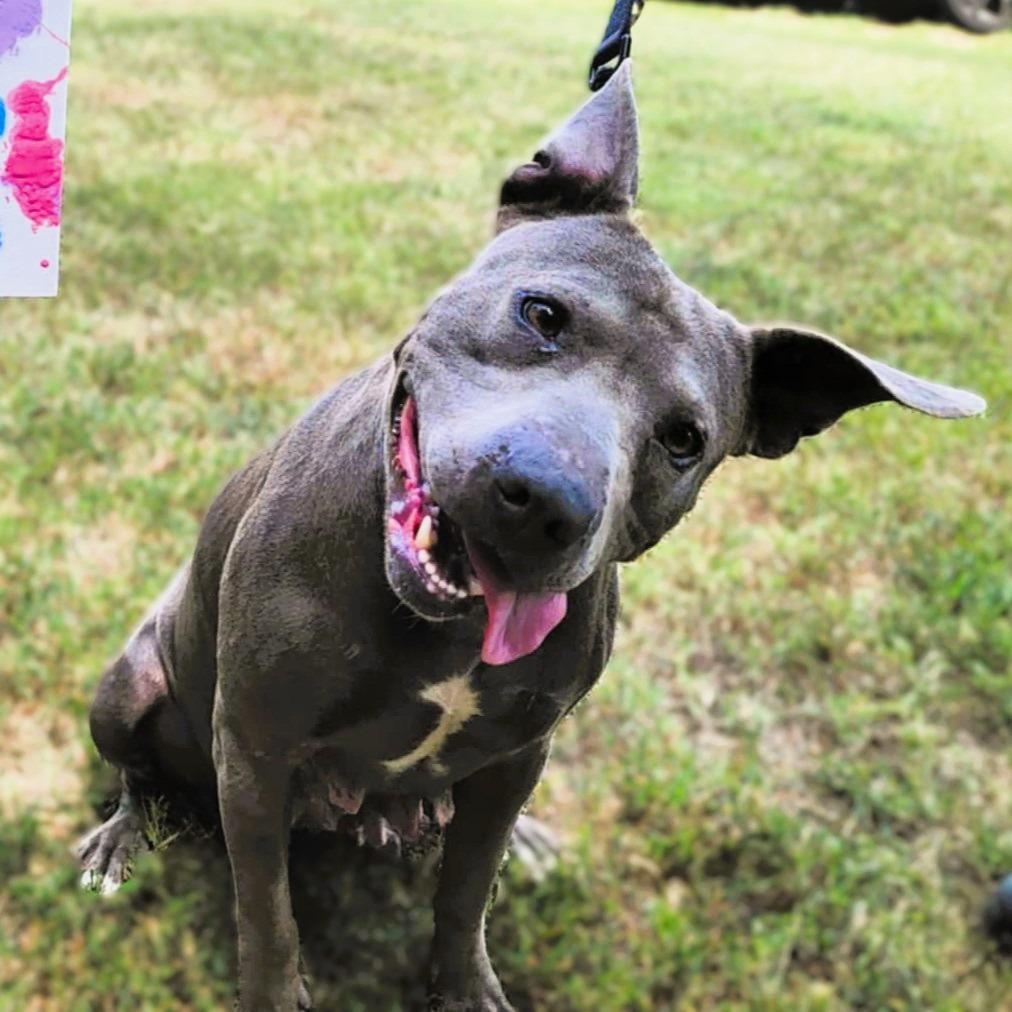 Enlarge Eclair, a Adoptable Mixed Breed in Clarksville, TN image 6/6