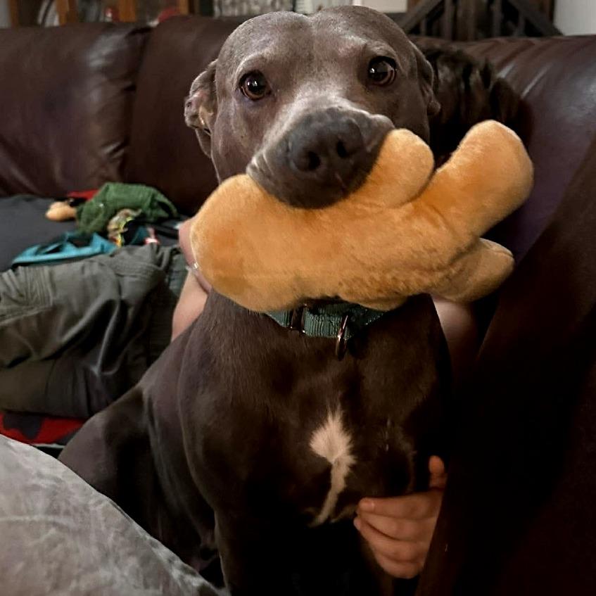 Enlarge Eclair, a Adoptable Mixed Breed in Clarksville, TN image 6/6