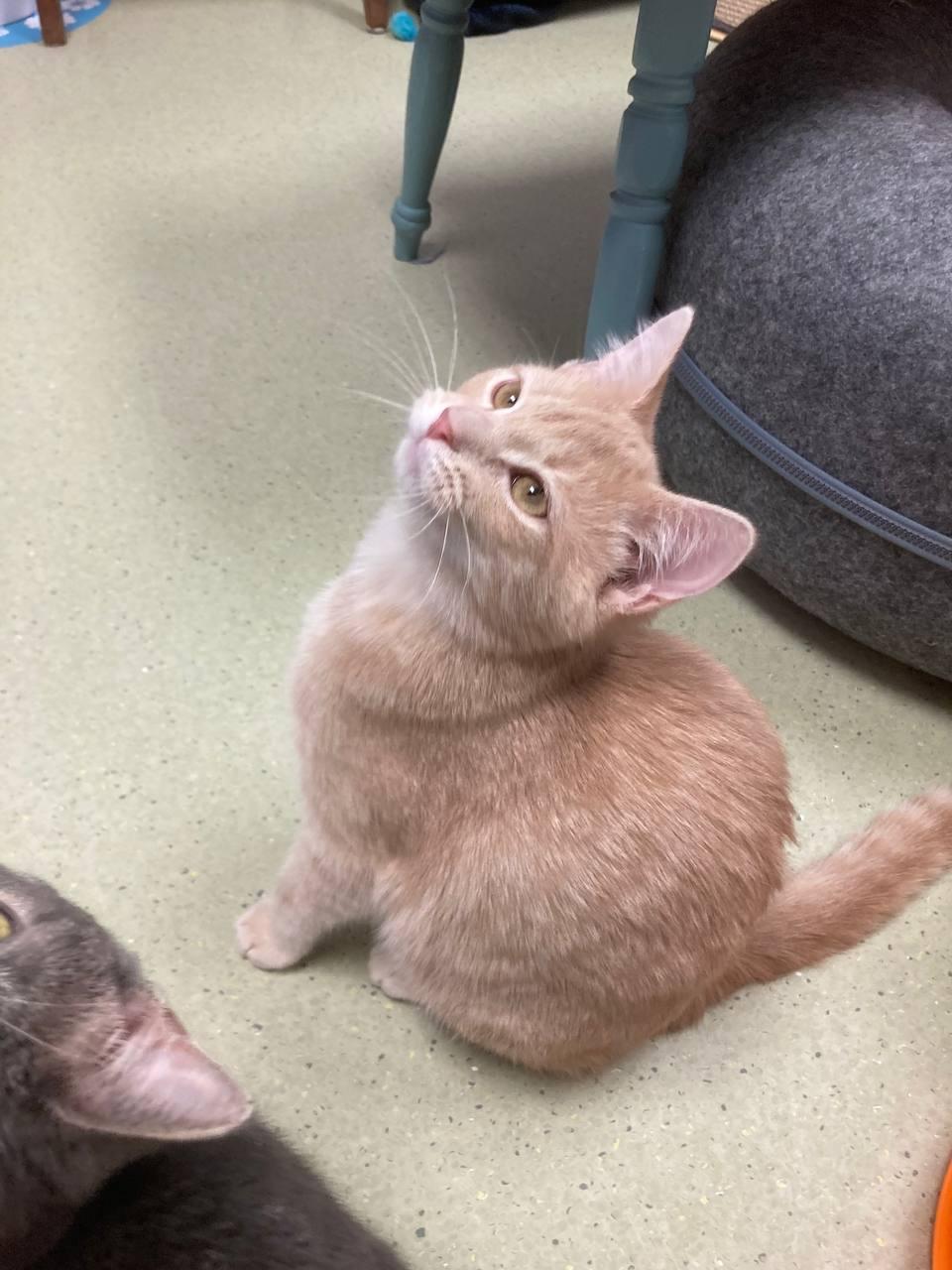 Enlarge Arid, a Adoptable Domestic Short Hair in Cincinnati, OH image 1/3