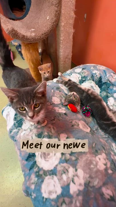 Enlarge Arid, a Adoptable Domestic Short Hair in Cincinnati, OH video 3/3