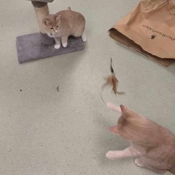 Enlarge Arid, a Adoptable Domestic Short Hair in Cincinnati, OH video 2/3