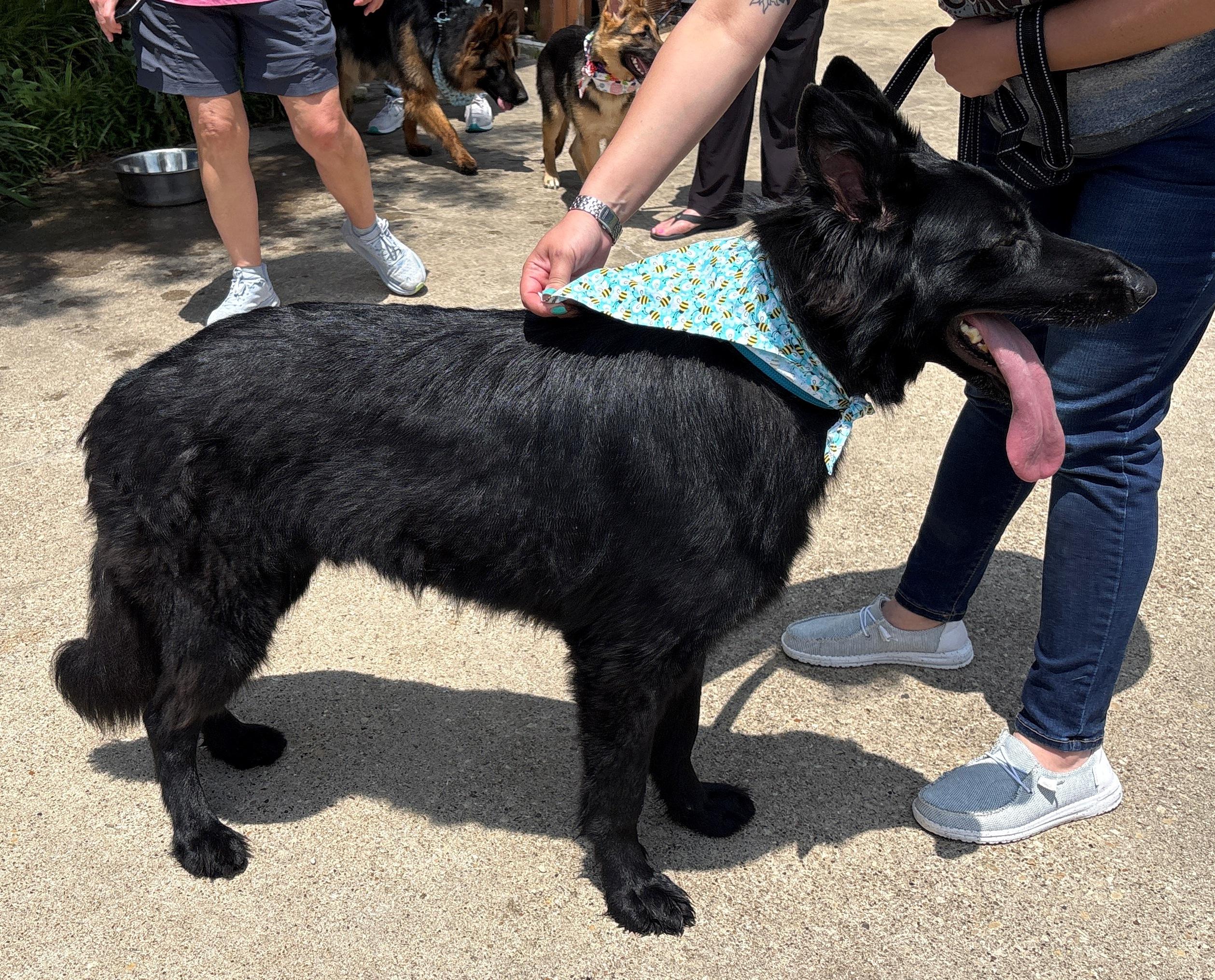 Zorro, an adopted German Shepherd Dog in Dallas, TX image 3/6