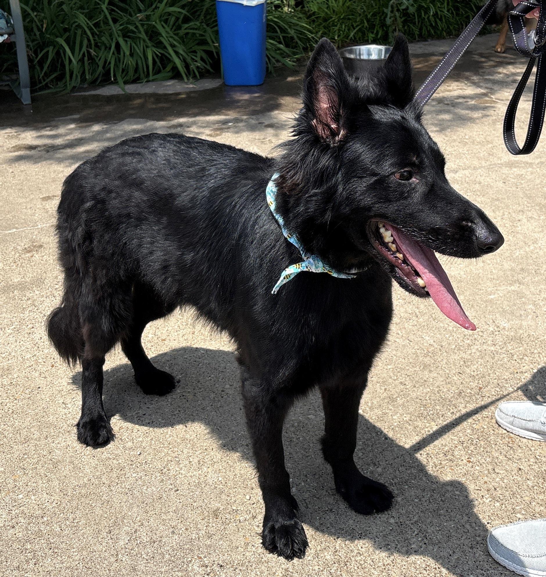 Zorro, an adopted German Shepherd Dog in Dallas, TX image 1/6