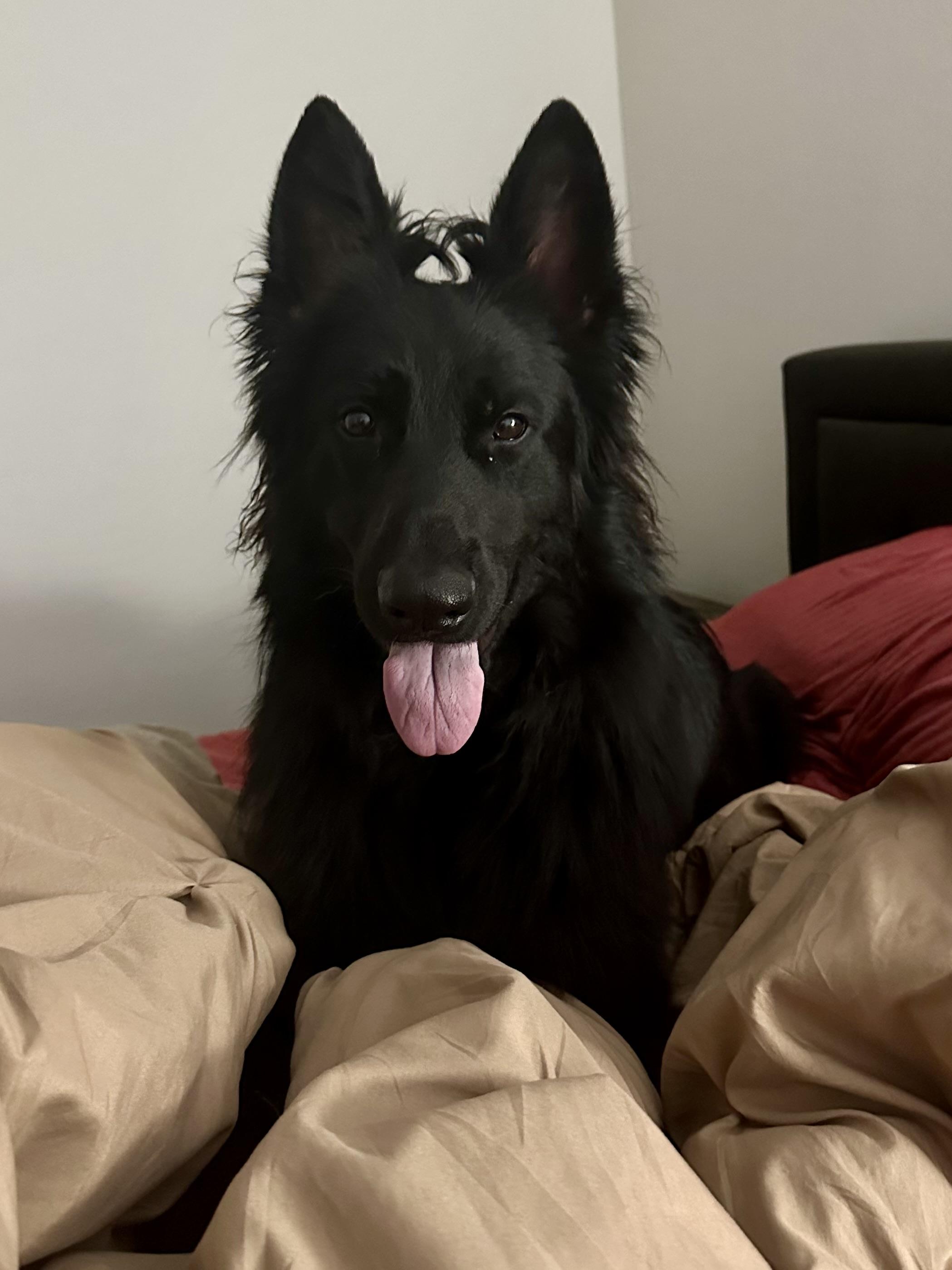 Zorro, an adopted German Shepherd Dog in Dallas, TX image 4/6