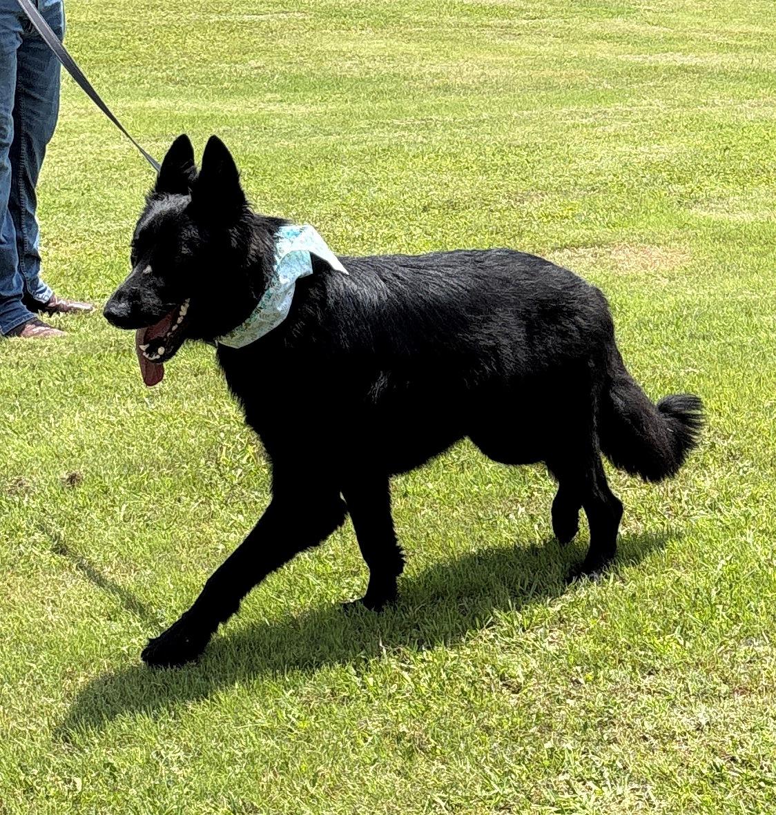 Zorro, an adopted German Shepherd Dog in Dallas, TX image 5/6