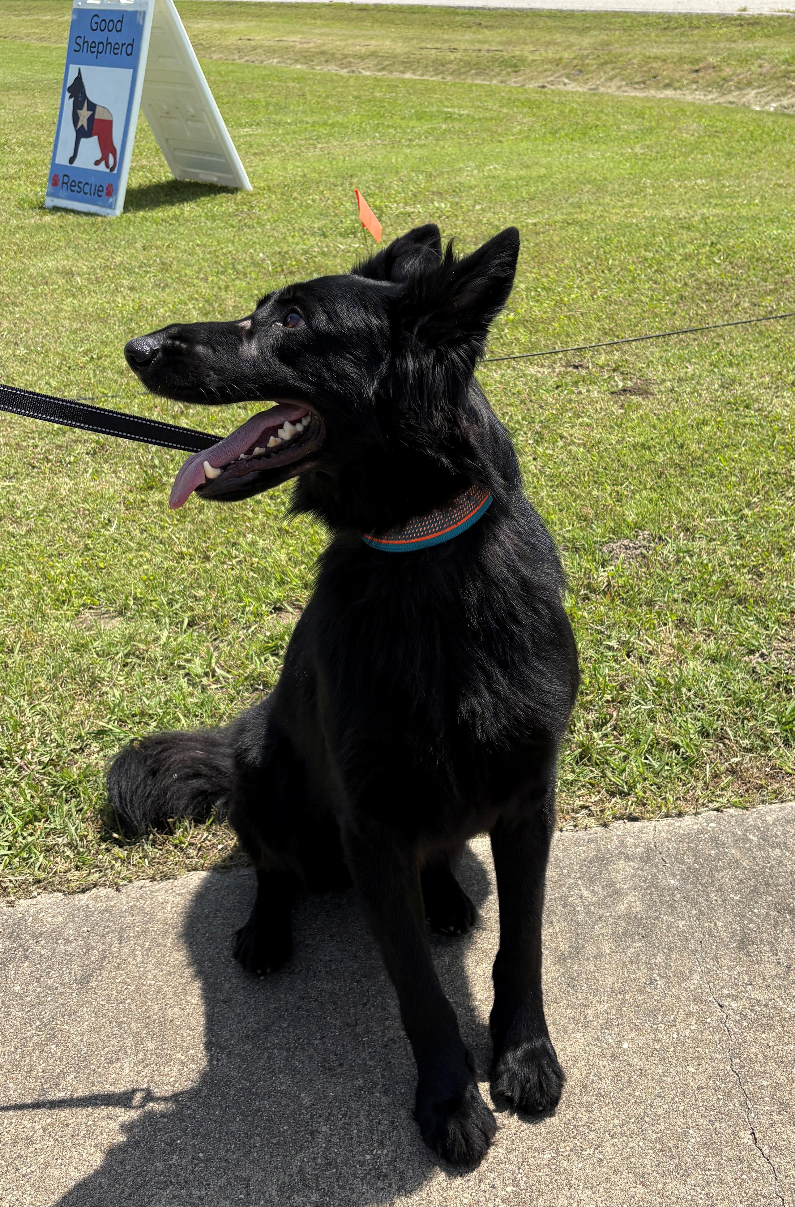 Zorro, an adopted German Shepherd Dog in Dallas, TX image 6/6