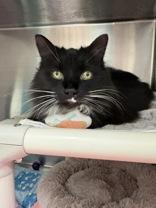 Enlarge Molly, a Adopted Domestic Medium Hair in Whitby, ON image 1/2