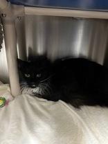 Enlarge Molly, a Adopted Domestic Medium Hair in Whitby, ON image 2/2