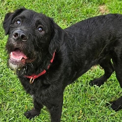 Enlarge Boogie, a ADOPTABLE mixed breed in Unionville, CT image 1/6