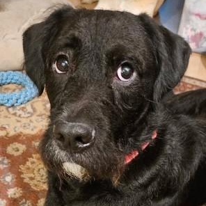 Enlarge Boogie, a ADOPTABLE mixed breed in Unionville, CT image 6/6