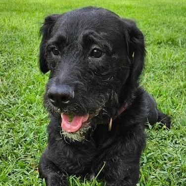 Enlarge Boogie, a ADOPTABLE mixed breed in Unionville, CT image 2/6