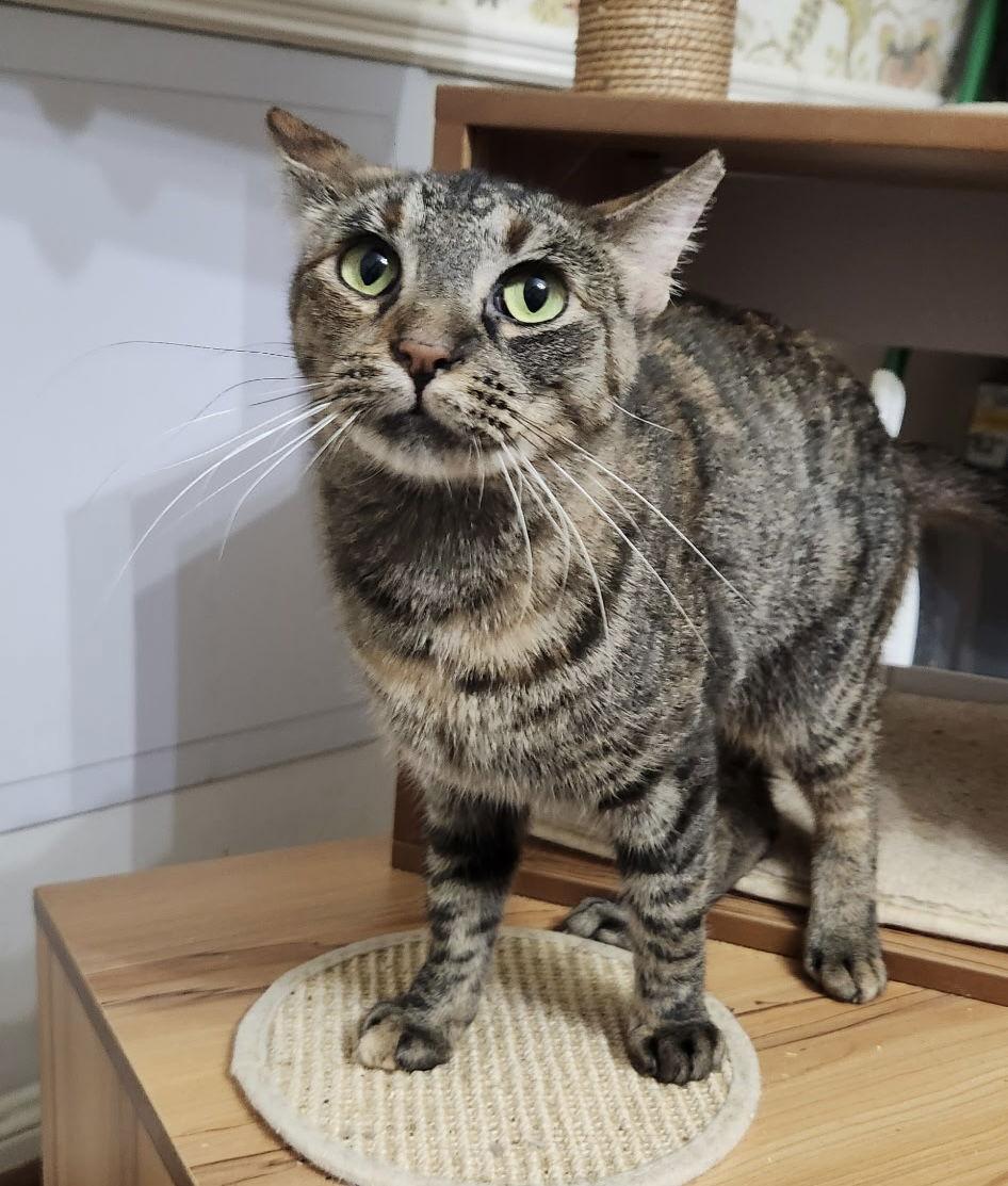 Dawson, Adoptable, Adult Female Tabby & Calico.