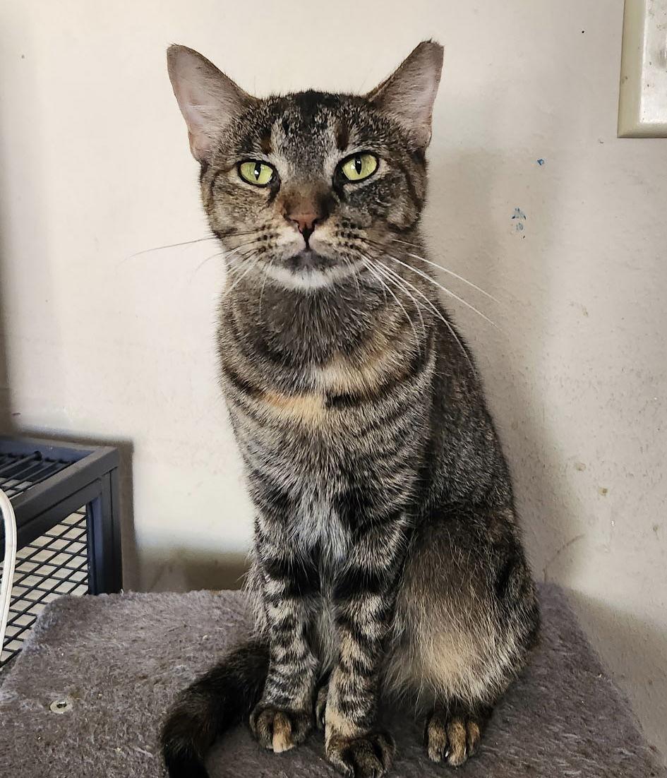 Dawson, a Adoptable mixed breed in MONTGOMERY, TX image 2/3