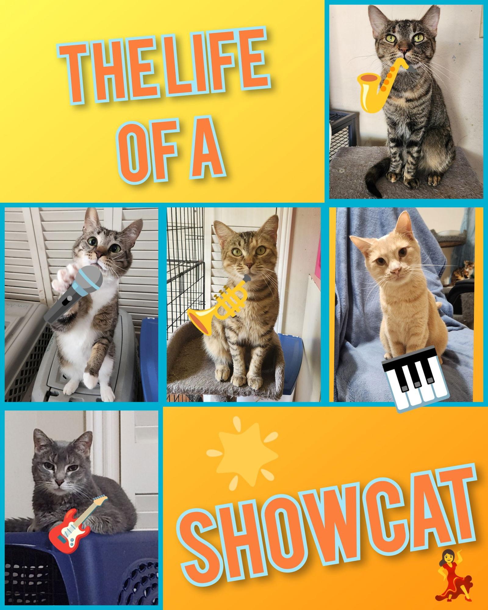 Dawson, a Adoptable mixed breed in MONTGOMERY, TX image 3/3