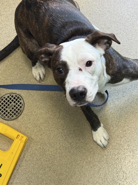COOPER, Adoptable, Young Male Pit Bull Terrier & Labrador Retriever.