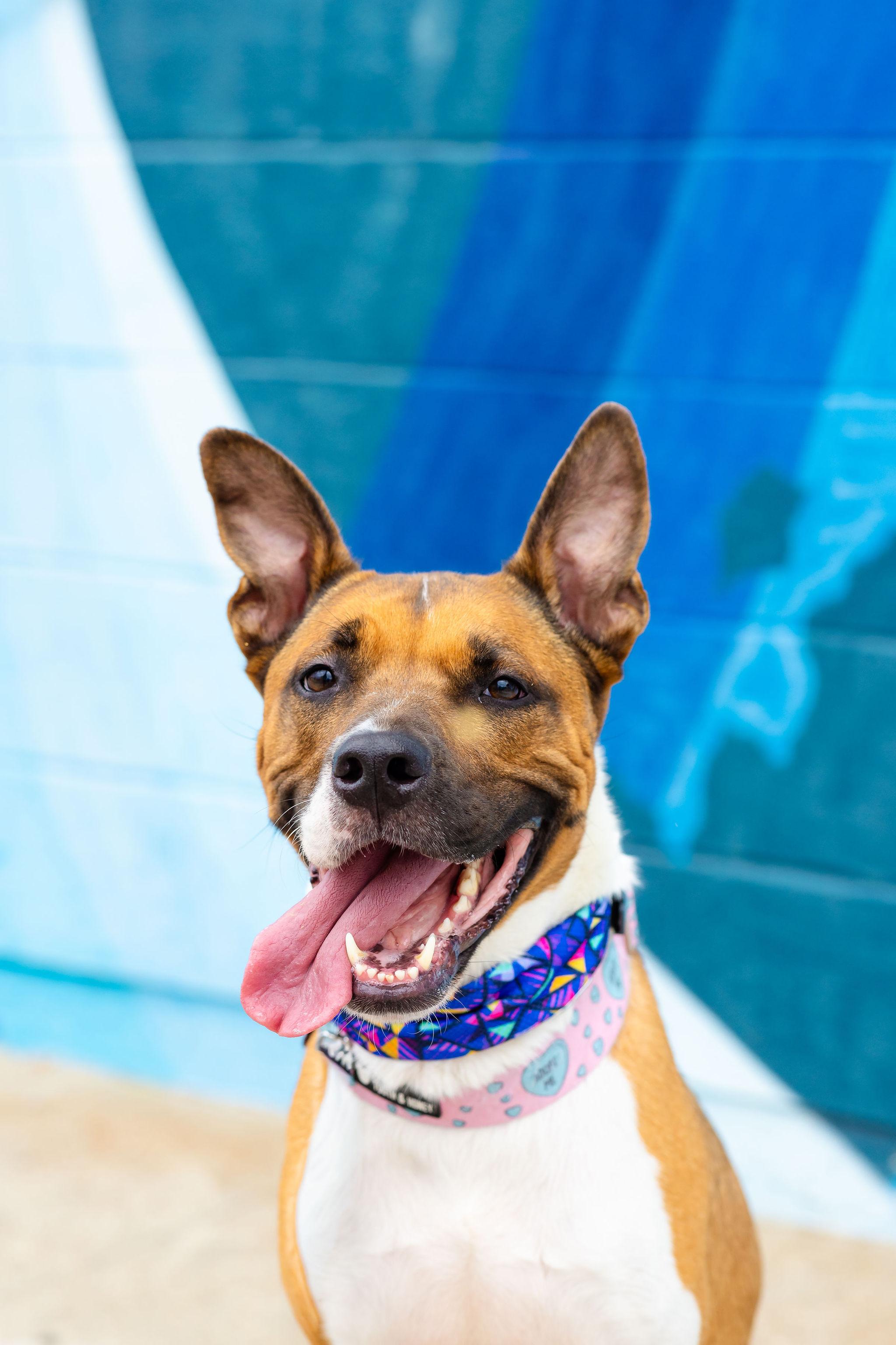 Arcee, an adoptable Shepherd, American Staffordshire Terrier in Berkeley, CA, 94710 | Photo Image 5