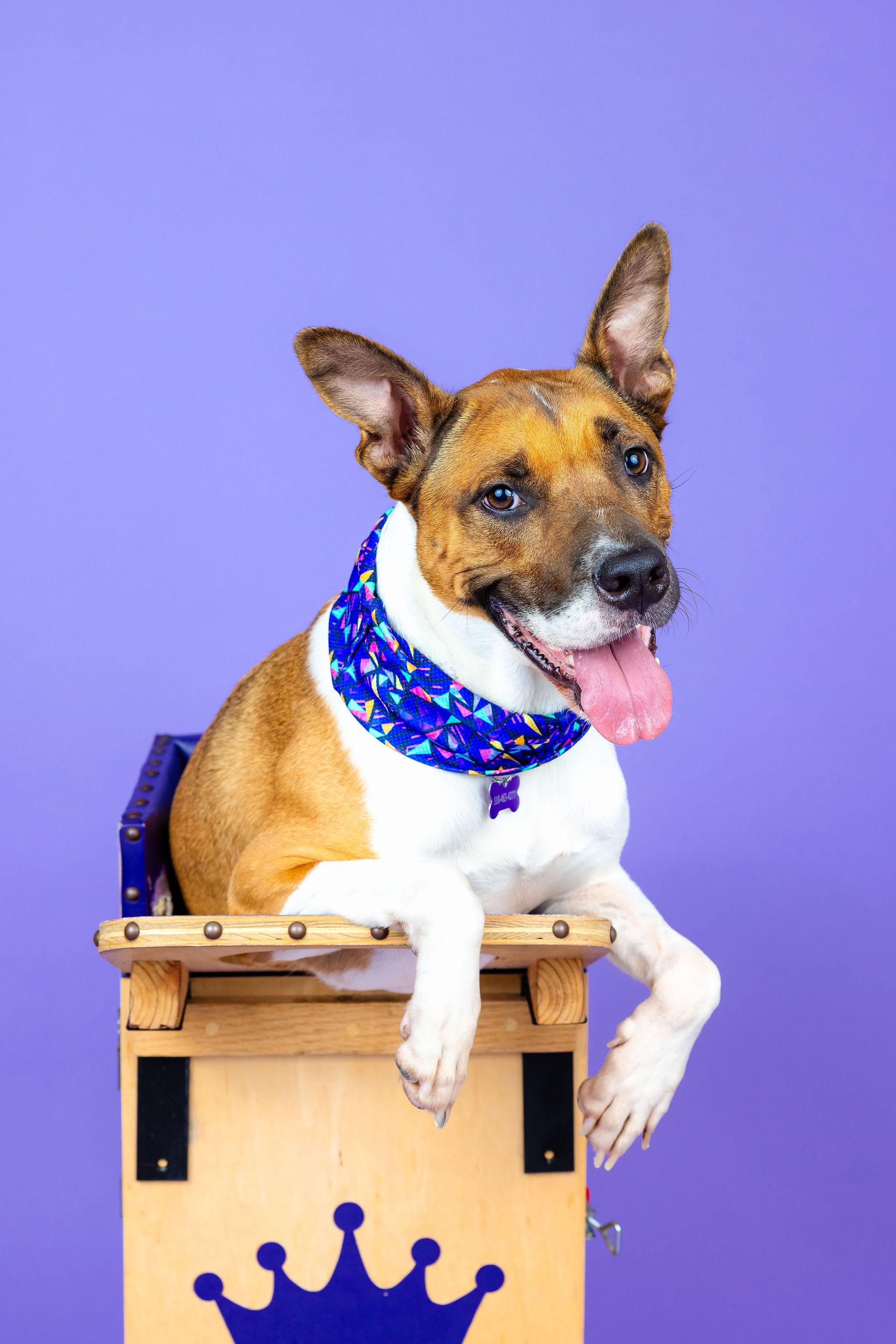 Arcee, a Adoptable mixed breed in Berkeley, CA image 1/6