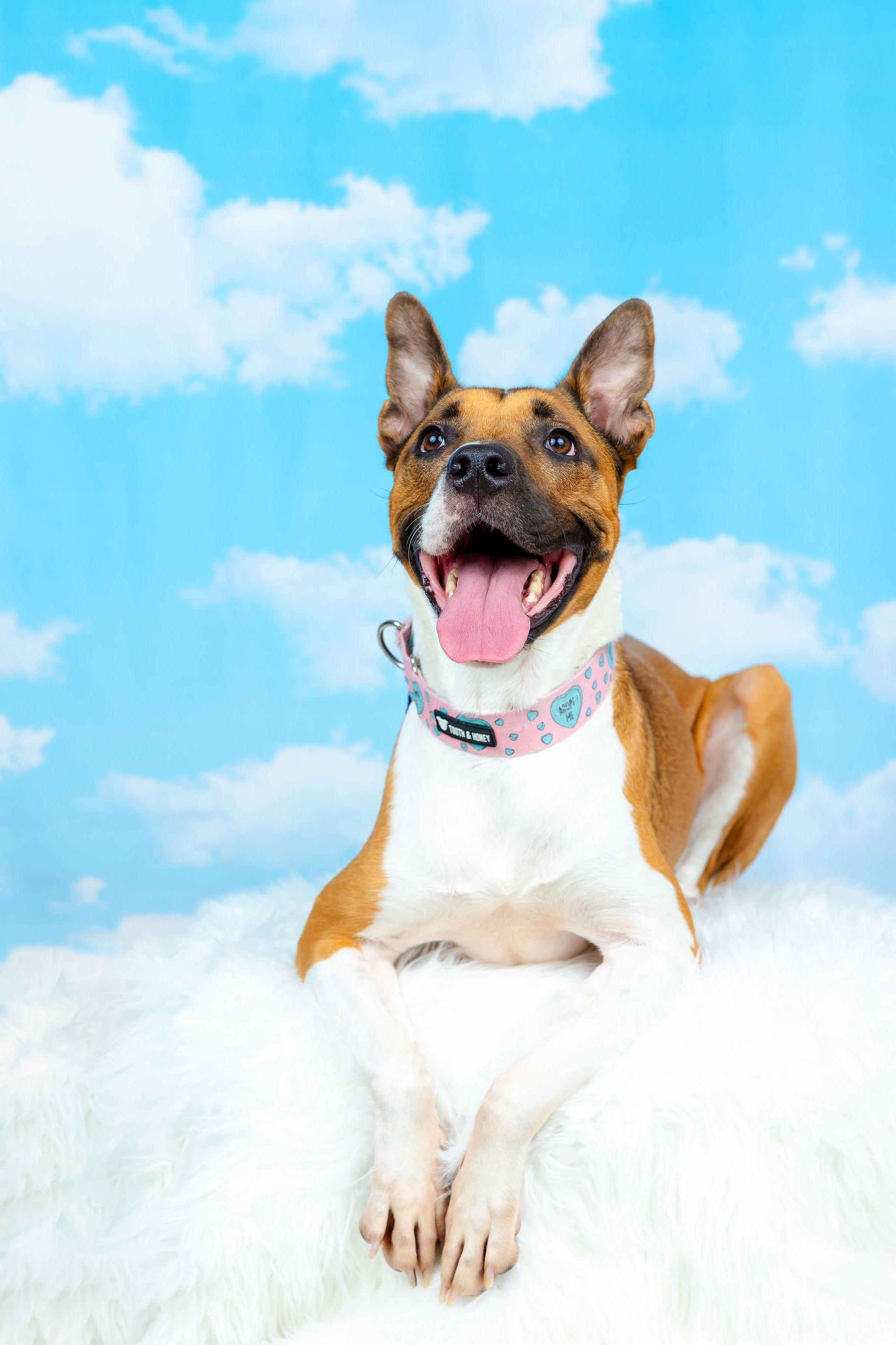 Arcee, an adoptable Shepherd, American Staffordshire Terrier in Berkeley, CA, 94710 | Photo Image 4