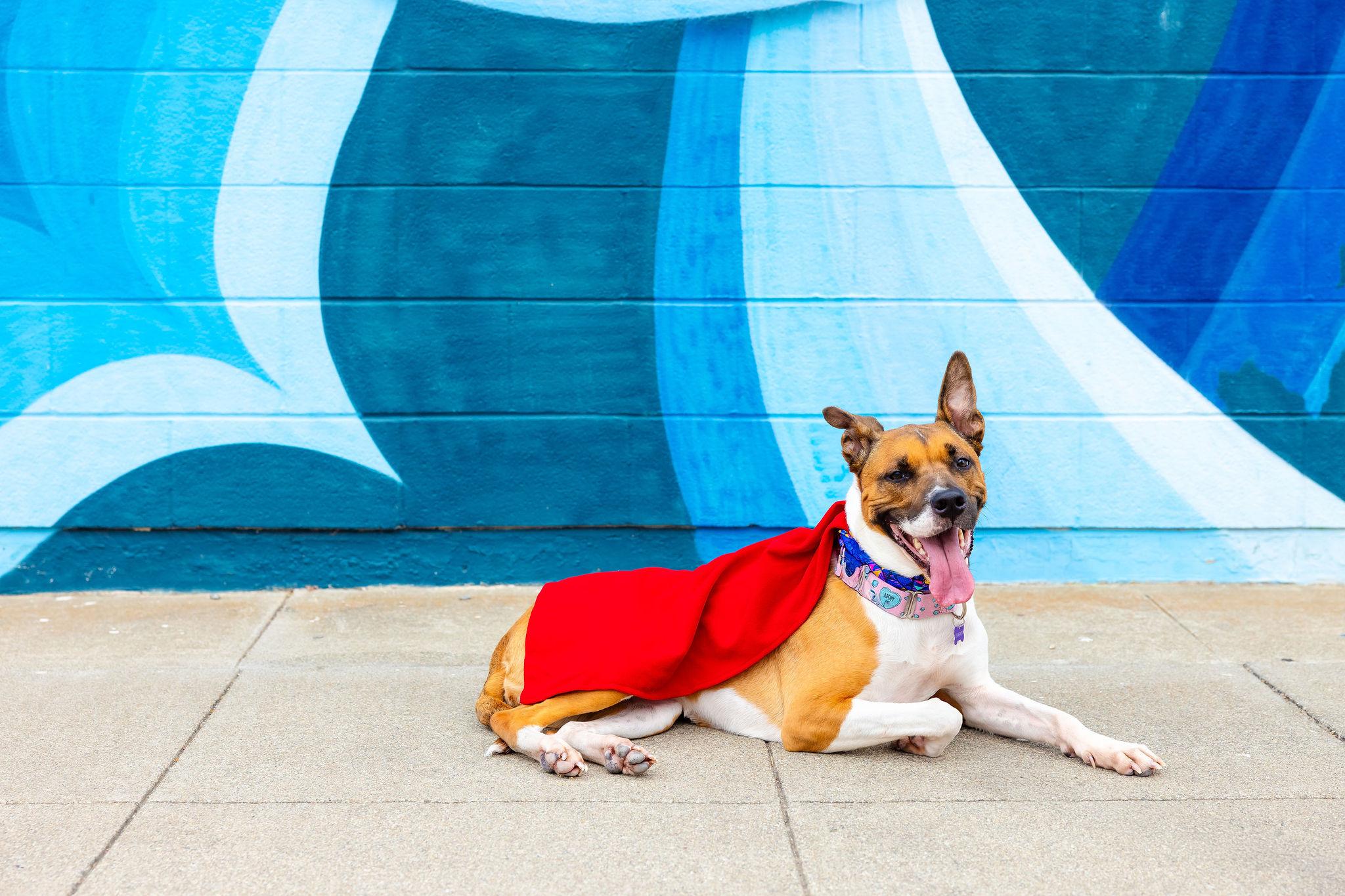 Arcee, an adoptable Shepherd, American Staffordshire Terrier in Berkeley, CA, 94710 | Photo Image 2
