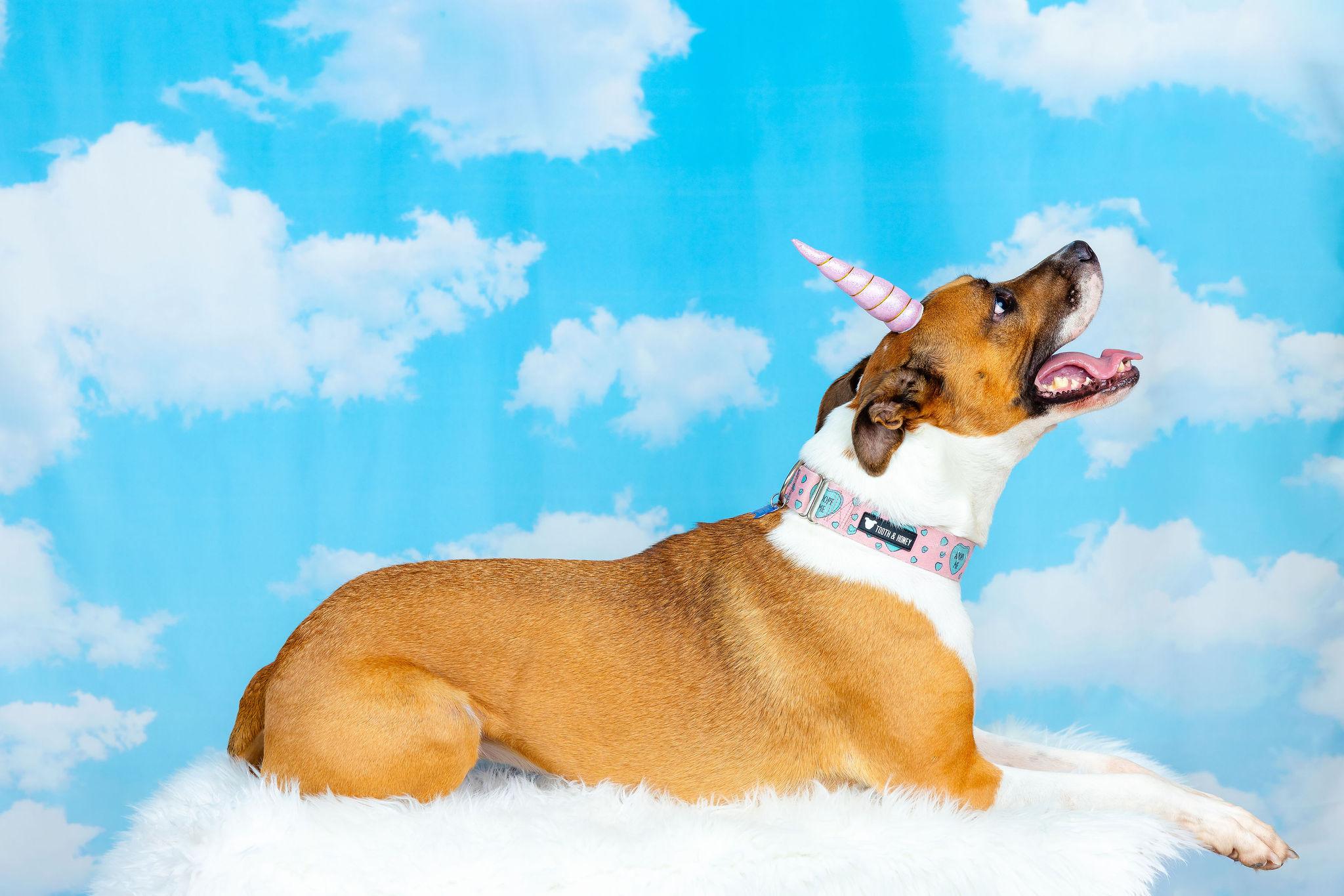 Arcee, a Adoptable mixed breed in Berkeley, CA image 3/6