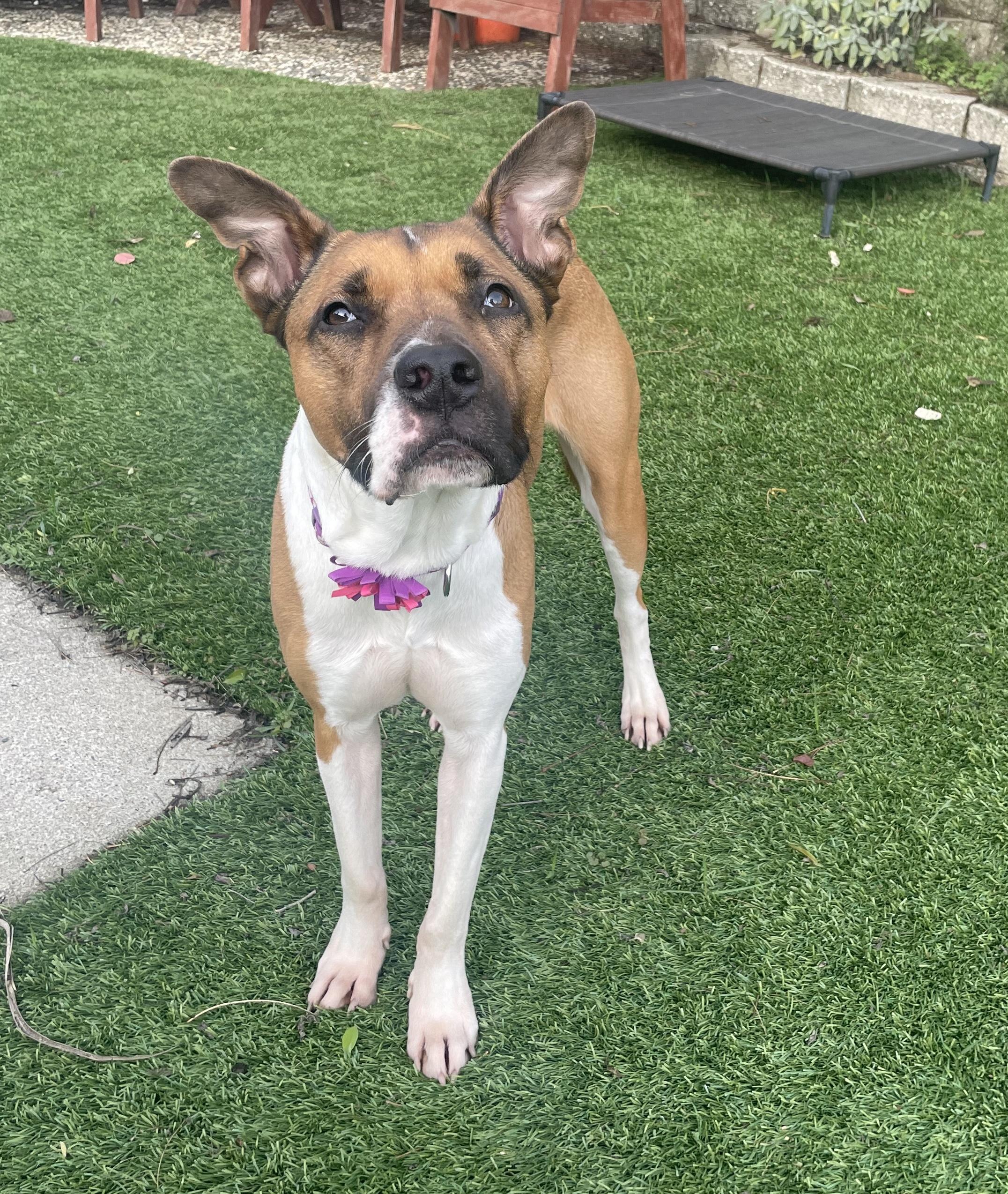 Arcee, an adoptable Shepherd, American Staffordshire Terrier in Berkeley, CA, 94710 | Photo Image 1
