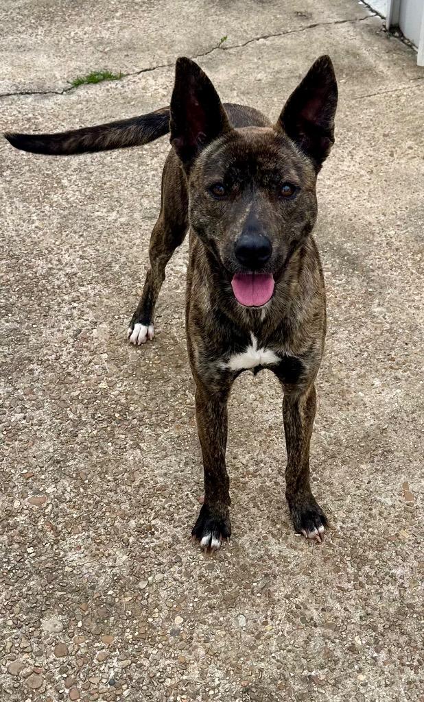 Taser, a Adoptable mixed breed in St. Francisville, LA image 1/4