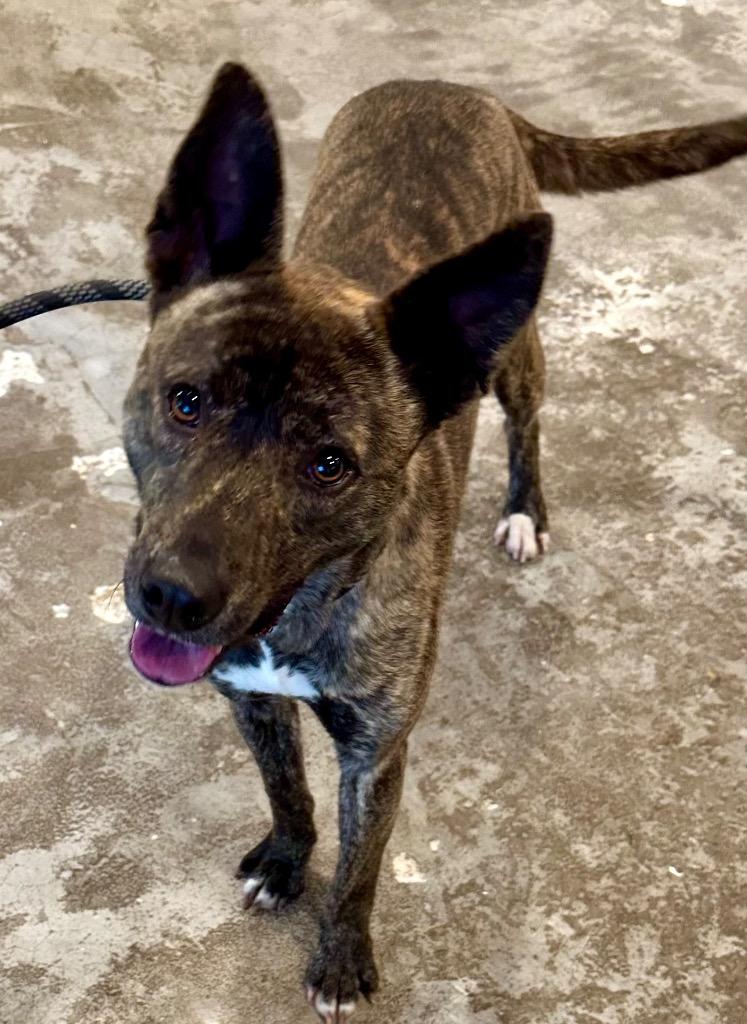 Taser, a Adoptable mixed breed in St. Francisville, LA image 2/4